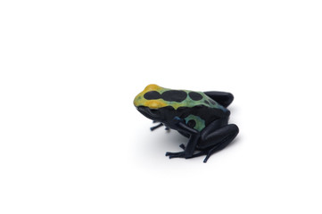 blue dart frog isolated on white background