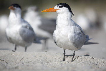 Portrait of shorebird royal tern Thalasseus on beach