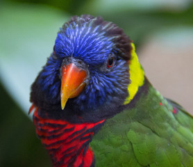 Rainbow Lorikeet Parrot