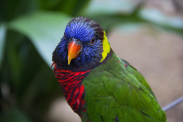 Rainbow Lorikeet Parrot