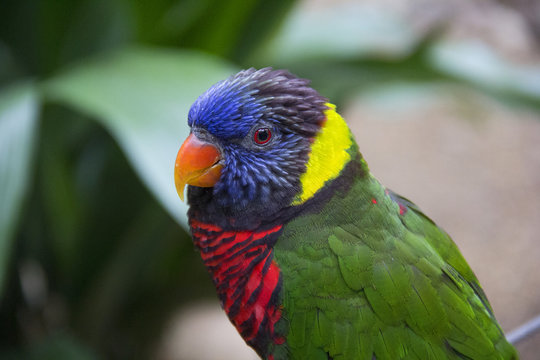Rainbow Lorikeet Parrot