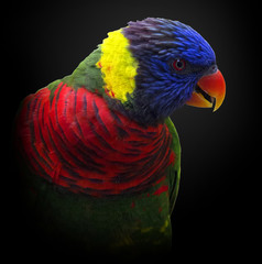 Rainbow Lorikeet on Black Background