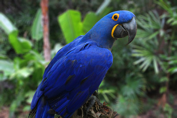 Bright Blue Hyacinth Macaw