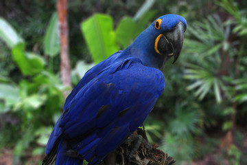 Bright Blue Hyacinth Macaw