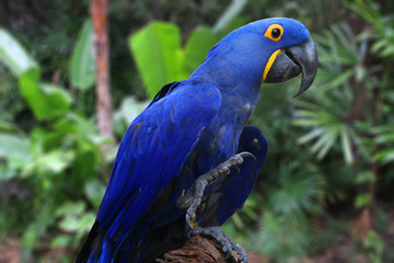 Bright Blue Hyacinth Macaw