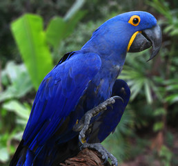 Bright Blue Hyacinth Macaw