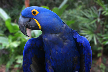 Bright Blue Hyacinth Macaw