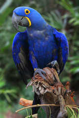 Bright Blue Hyacinth Macaw