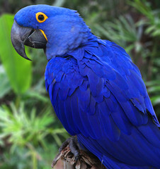 Naklejka premium Bright Blue Hyacinth Macaw