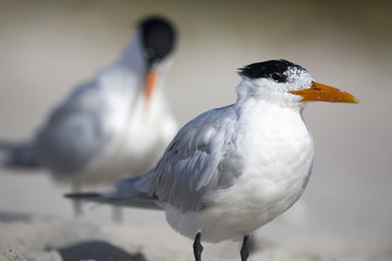 Portrait of shorebird royal tern Thalasseus on beach