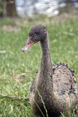 cygnet