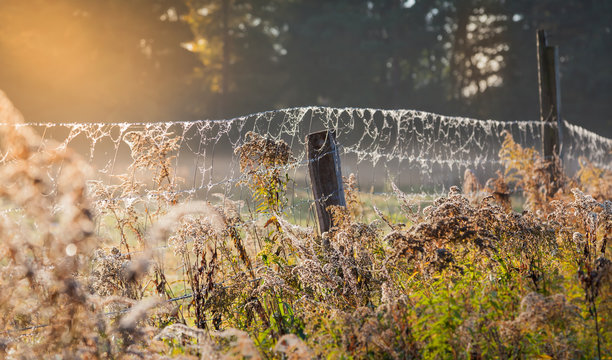 Weidezaun in der Morgensonne mit Tautropfen auf Spinnweben 