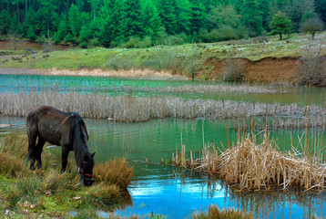 Horse grazing near lake doxa at Peloponnese Greece