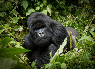 Adult  male silverback Rwandan Mountain Gorilla