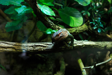 Green Reptile Resting on Tree