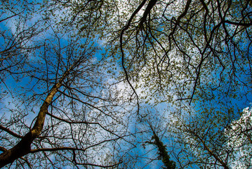 Looking up to the sky through trees in the forest