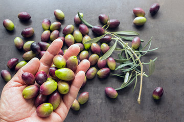 Handful of ripe olives from the new harvest in the hands. Concept - Mediterranean cuisine, vegetarianism and longevity.