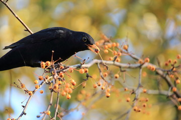 Amsel in ihrer natürlichen Umgebung