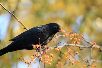 Amsel in ihrer natürlichen Umgebung
