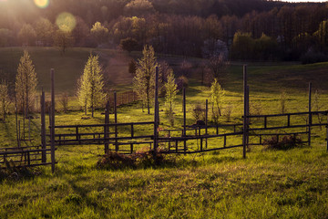 winnice © kolorowekadry