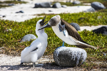 Blue Footed Boobie Birds in Galapagos Islands