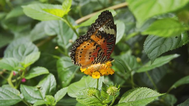 Leopard Lacewing Butterfly, Perched on a Flower. 4k footage 2160p