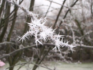 Frosty branch