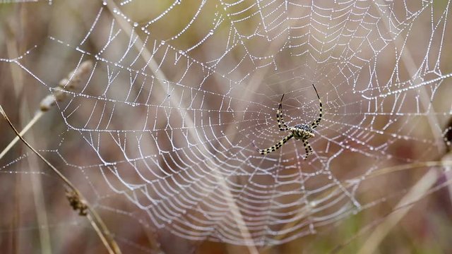 Argiope lobata female spider on a spider web with dew drops in nature