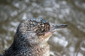 fairy penguin