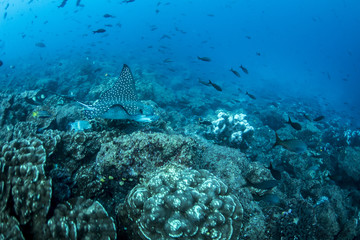 Fototapeta premium Eagle Ray Sting Ray Underwater in the Galapagos Islands, Eduador