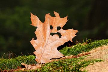 Blättergeist a leaf looking like a ghost on mossy wood
