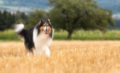 Langhaar Collie