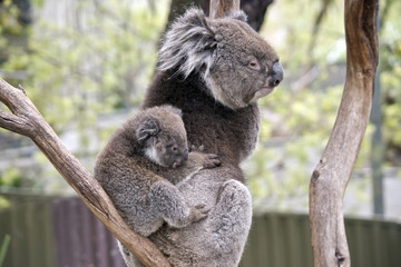 Obraz premium koala and joey