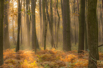 Las jesienny © Dariusz Pokus