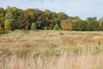 Fototapeta premium Trees with leaves in autumn colors with foreground meadow