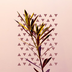 Plant on the pink Minimal geometry design fashion