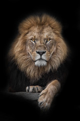 Lion - King
