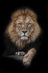Abwaschbare Fototapete Löwe König der Löwen