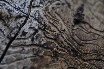 Makro Holz mit Borkenkäfer Spuren