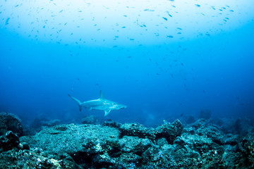 Naklejka na ściany i meble Hammerhead Sharks in Galapagos Islands