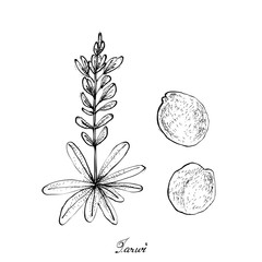 Hand Drawn of Pod of Tarwi on A Plant