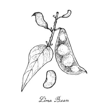 Hand Drawn of Fresh Green Lima Bean