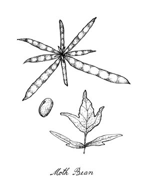 Hand Drawn of Moth Bean Plant and Pods