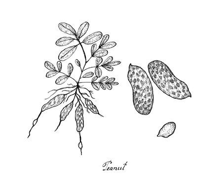 Hand Drawn of Peanuts Plant on White Background