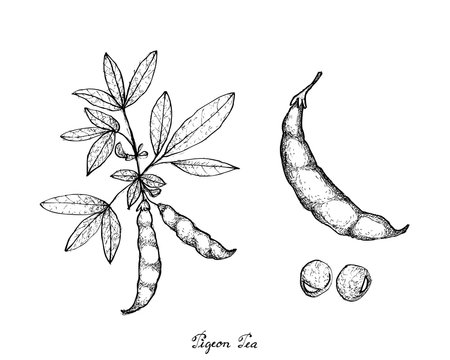 Hand Drawn of Pigeon Pea and Cajanus Cajan Plant