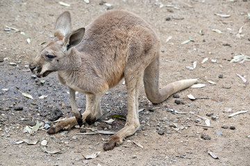 Naklejka na ściany i meble joey red kangaroo