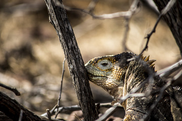 Iguana in the Galapagos Islands