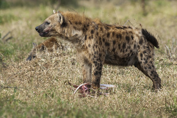 Hyena South Africa