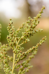 Closeup of ambrosia plant on autumn