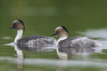 Silvery Grebe, Patagonia, Argentina